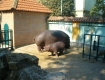 Zoo vrt u Beogradu...